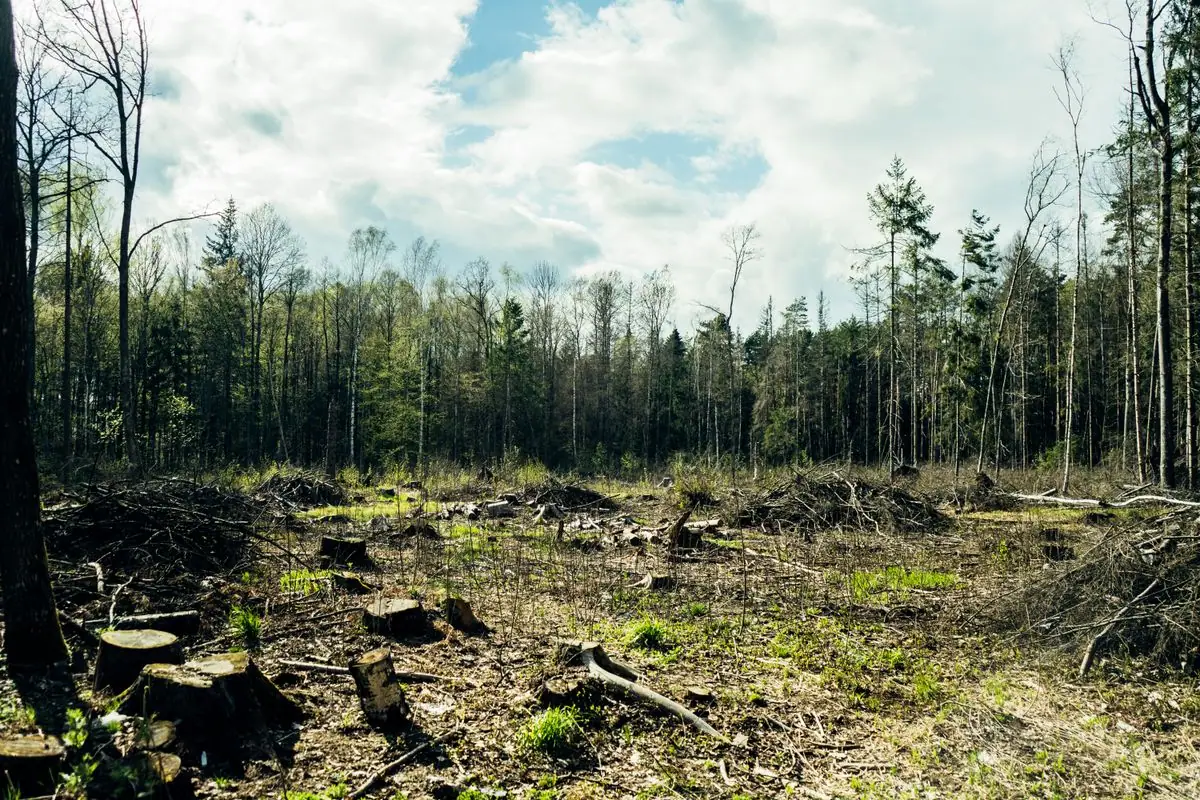 Land Clearing in Minneapolis, MN